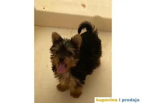 Jorkširski terijer YORKI - 6/7