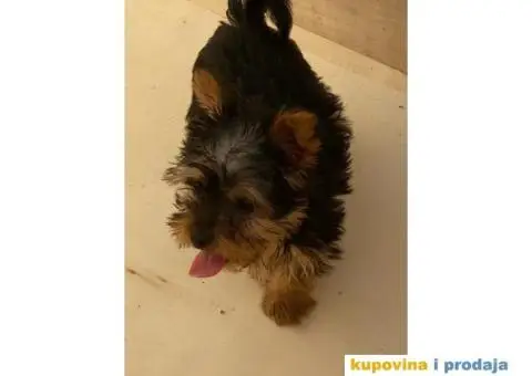 Jorkširski terijer YORKI - 7/7