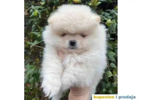 Na prodaju stenci pomeranaca - 1/6