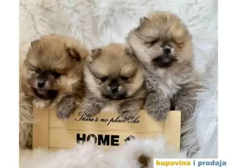 Na prodaju stenci pomeranaca - 2/6