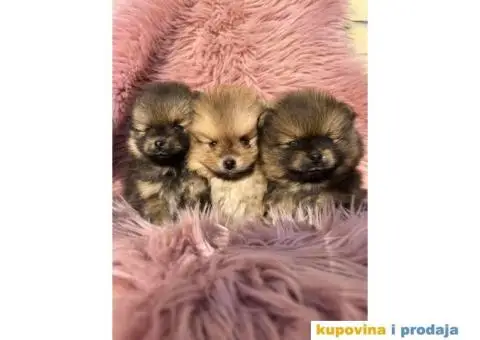 Na prodaju stenci pomeranaca - 3/6