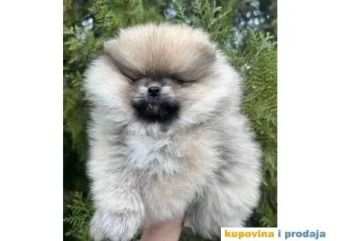 Na prodaju stenci pomeranaca - 4/6