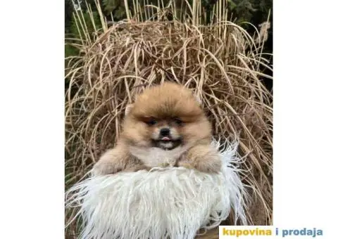 Na prodaju stenci pomeranaca - 5/6
