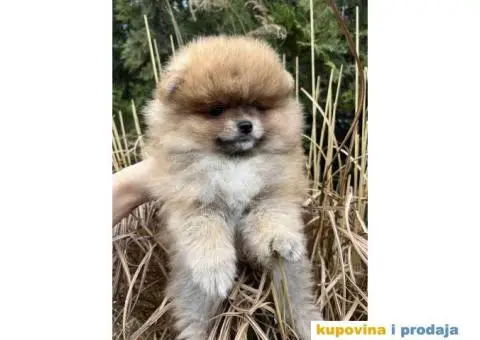 Na prodaju stenci pomeranaca - 6/6