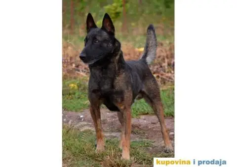 Belgijski Ovčar Malinoa TOP štenci - 1/15