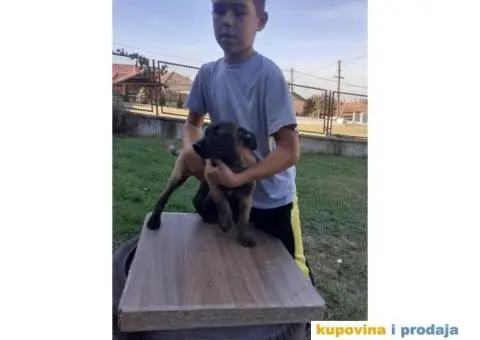 Belgijski Ovčar Malinoa TOP štenci - 2/15