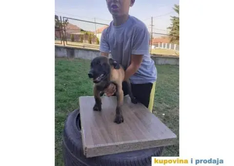 Belgijski Ovčar Malinoa TOP štenci - 3/15