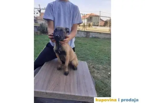 Belgijski Ovčar Malinoa TOP štenci - 4/15