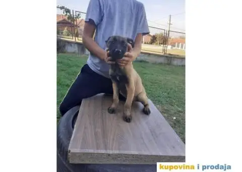 Belgijski Ovčar Malinoa TOP štenci - 5/15