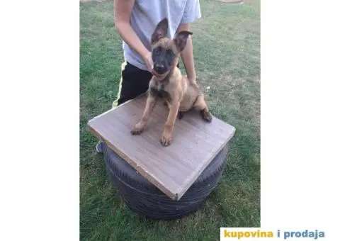 Belgijski Ovčar Malinoa TOP štenci - 6/15