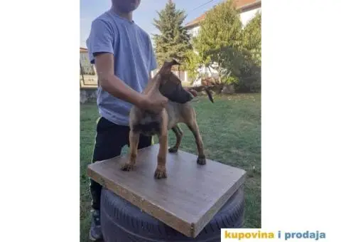 Belgijski Ovčar Malinoa TOP štenci - 7/15