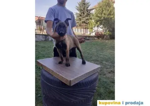 Belgijski Ovčar Malinoa TOP štenci - 9/15