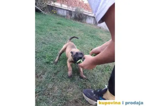 Belgijski Ovčar Malinoa TOP štenci - 10/15