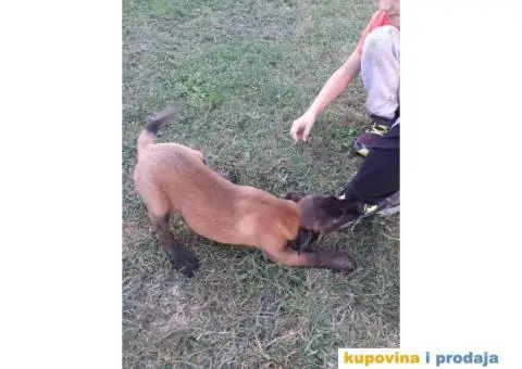 Belgijski Ovčar Malinoa TOP štenci - 11/15