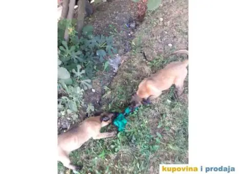 Belgijski Ovčar Malinoa TOP štenci - 12/15