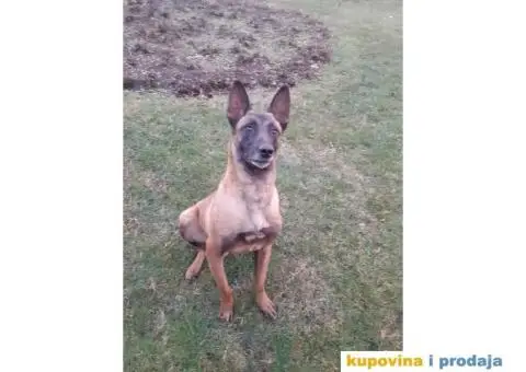 Belgijski Ovčar Malinoa TOP štenci - 13/15