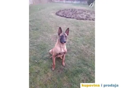 Belgijski Ovčar Malinoa TOP štenci - 14/15