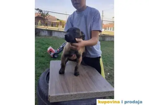 Belgijski Ovčar Malinoa TOP štenci - 15/15