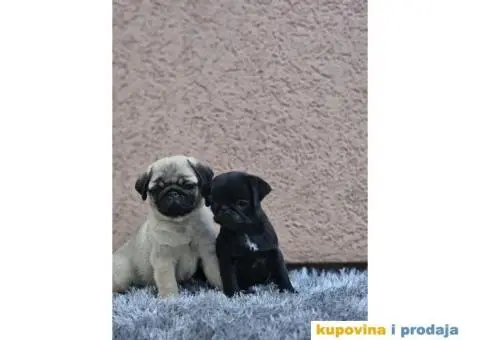 Mops PRELEPI štenci - 1/7