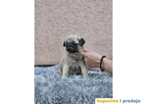 Mops PRELEPI štenci - 2/7