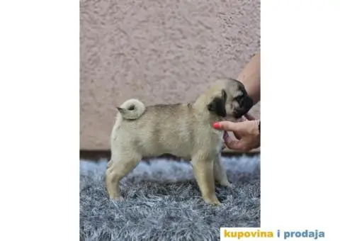 Mops PRELEPI štenci - 3/7