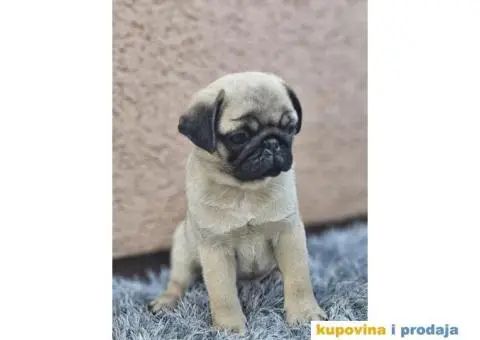 Mops PRELEPI štenci - 5/7