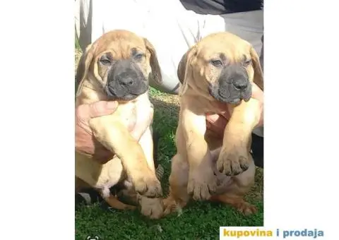 Presa Canario štenci - 1/7