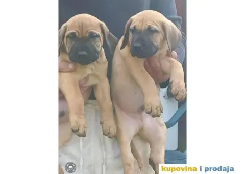 Presa Canario štenci - 2/7