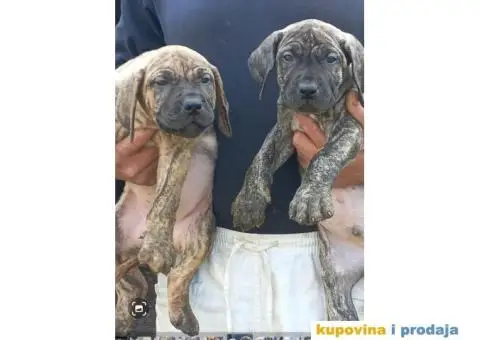Presa Canario štenci - 3/7