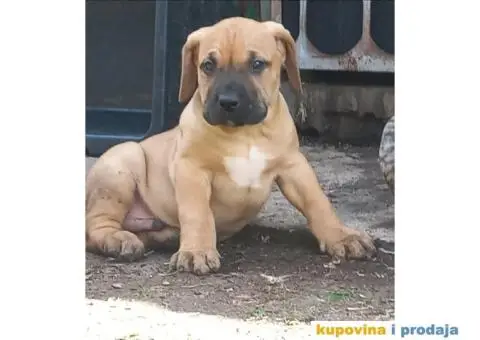 Presa Canario štenci - 5/7