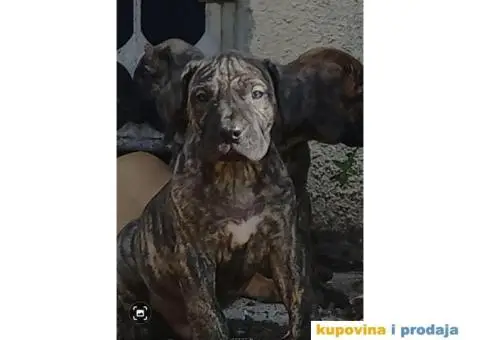 Presa Canario štenci - 6/7