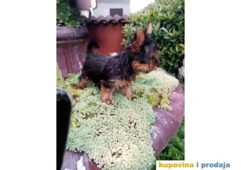 Jorkširski terijer štenci - 1/5