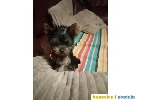 Jorkširski terijer štenci - 2/5