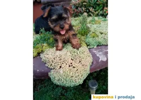 Jorkširski terijer štenci - 3/5