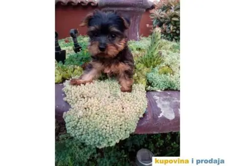 Jorkširski terijer štenci - 4/5