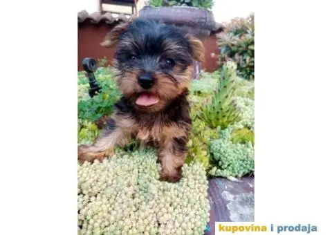 Jorkširski terijer štenci - 5/5