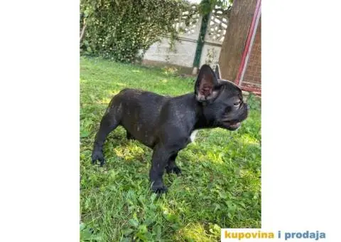 Francuski buldog štenci - 1/3