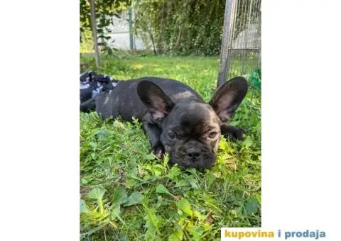 Francuski buldog štenci - 2/3