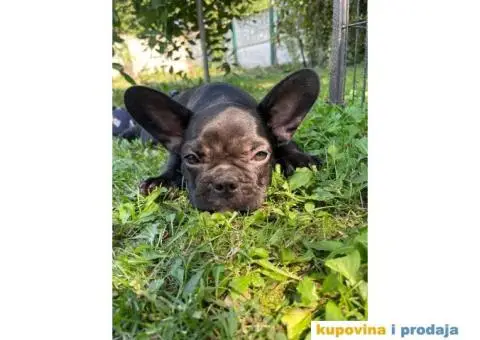 Francuski buldog štenci - 3/3
