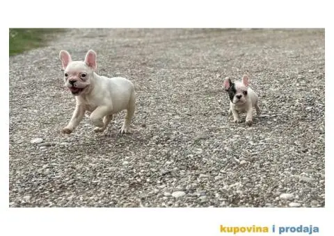 Francuski Buldog - 1/7