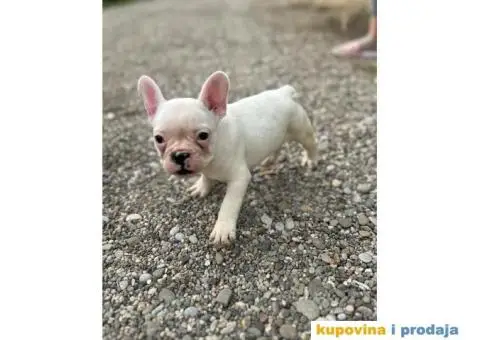 Francuski Buldog - 2/7