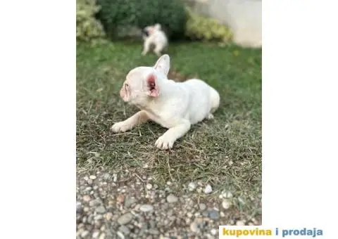 Francuski Buldog - 3/7