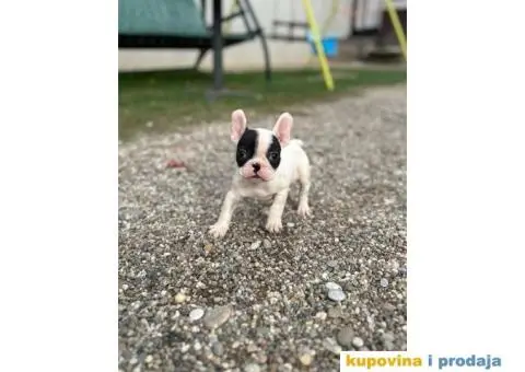 Francuski Buldog - 4/7