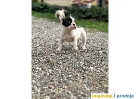 Francuski Buldog - 5/7