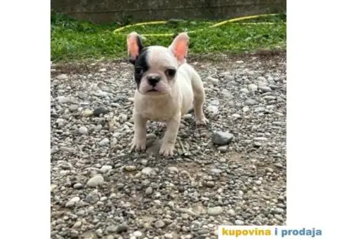 Francuski Buldog - 6/7