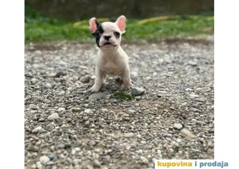 Francuski Buldog - 7/7