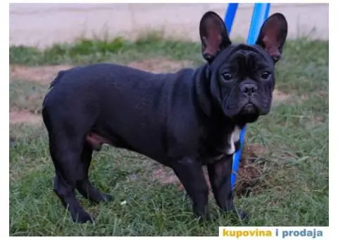 Stenci francuskog BULDOGA stari 5 meseci - 1/6