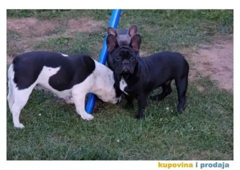 Stenci francuskog BULDOGA stari 5 meseci - 2/6