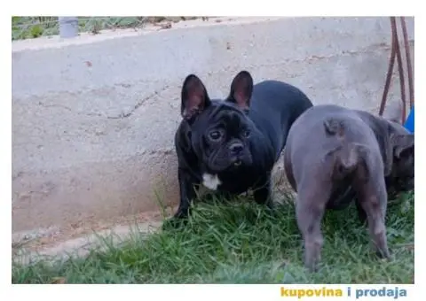 Stenci francuskog BULDOGA stari 5 meseci - 3/6