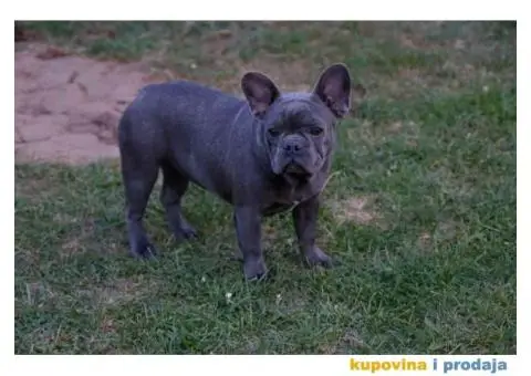 Stenci francuskog BULDOGA stari 5 meseci - 4/6